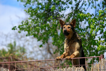 Dog breed shepherd is barking