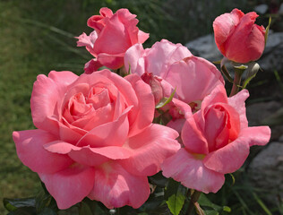 A cluster of vibrant pink roses, variety Special Anniversary, growing in a natural garden setting.
