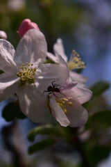 Obraz premium apple flowers in the orchard. blooming time in spring season