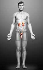 3d rendered, medically accurate illustration of the kidneys