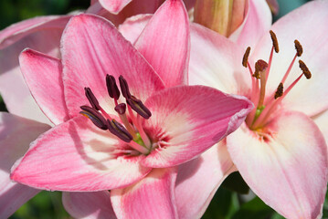 Obraz na płótnie Canvas A close-up of pink and white lilies growing in a natural sunlit garden setting. Selective focus emphasizes the delicate stamens and anthers.