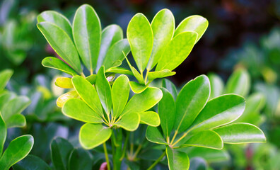Fototapeta na wymiar Cape jasmine or Gardenia jasminoides plant in the garden.