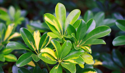 Cape jasmine or Gardenia jasminoides plant in the garden.