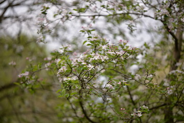 apple flowers in the orchard. blooming time in spring season