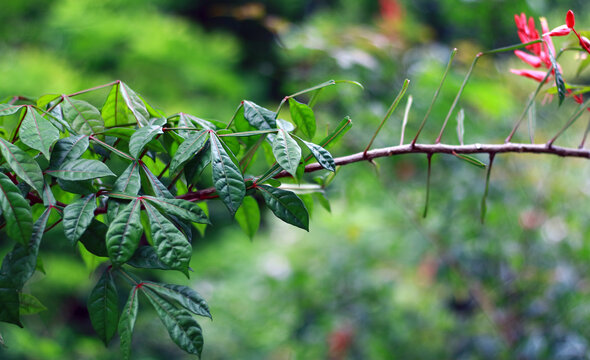 Amargo or genteng peujit plant in the garden.  Also known as Quassia amara.