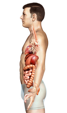 3d rendered medically accurate illustration of male Digestive System