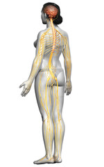 3d rendered medically accurate illustration of a female nervous system