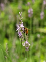 A honeybee stays on purple lavender flower