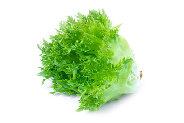 Fresh organic green batavia lettuce vegetable ( Coral salad ) isolated on white background.  - obrazy, fototapety, plakaty