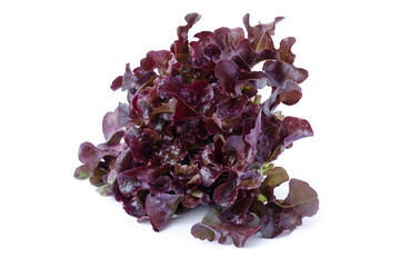 Fresh organic red batavia lettuce vegetable ( Coral salad ) isolated on white background. 