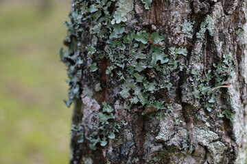 tree trunk tree branch close up