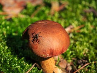 Mushrooms in the forest closeup