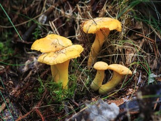 Mushrooms in the forest closeup