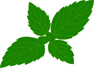 green leaves isolated on white background