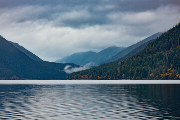 Washington morning fog in the trees.