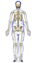 3d rendered, medically accurate illustration of a male skeleton system