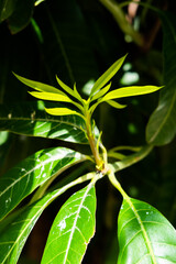 Mango tops, mango leaves, mango flowers,