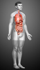 3d rendered medically accurate illustration of male  Internal organs