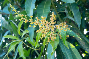 Mango tops, mango leaves, mango flowers,