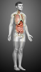 3d rendered medically accurate illustration of male  Internal organs