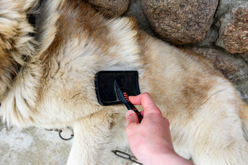 Shedding dogs. Concept of spring moulting dogs. Hands lump wool Siberian husky and rakers brush.