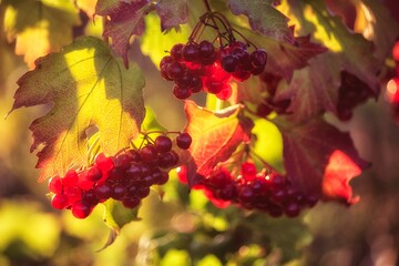  Red berries of viburnum on a branch