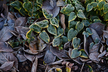 Glaze on blades of flower-gardente xture. Icing on curtis in winter. Surface of frost cover on garden. Ice coating on arboretum. Freezing on garth. Frozen dew on winter mound, background image.