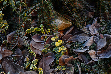 Glaze on blades of flower-gardente xture. Icing on curtis in winter. Surface of frost cover on garden. Ice coating on arboretum. Freezing on garth. Frozen dew on winter mound, background image.
