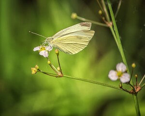 Yellow butterfly on pink flower closeup