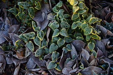 Glaze on blades of flower-gardente xture. Icing on curtis in winter. Surface of frost cover on garden. Ice coating on arboretum. Freezing on garth. Frozen dew on winter mound, background image.