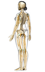 3d rendered medically accurate illustration ofa female nervous system and skeleton system