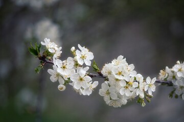 Obraz na płótnie Canvas Branch of cherry tree blossom