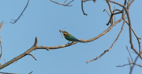 Bee-eater perched on a branch with insect in its beak