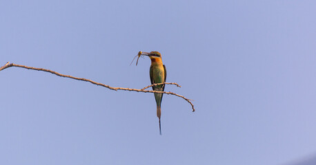 bee-eater bird eating insect / with insect in its beak sitting on a branch 