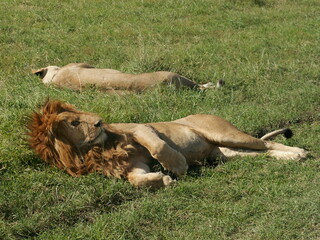 Masai Lions after mating, Kenya