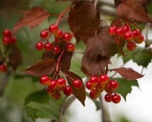 Red berries of viburnum on a branch