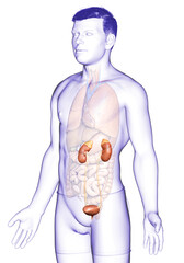 3d rendered, medically accurate illustration of the kidneys