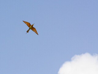 Bird Flying wings spread in blue sky with cloud / minimal 