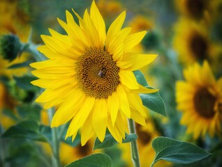 Blossoming sunflower on a field
