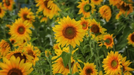 Fototapeta na wymiar Blossoming sunflower on a field