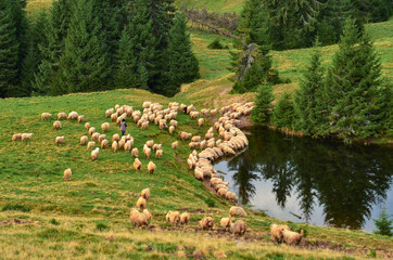 Scene with romanian shepherd and sheeps on meadow near watering place