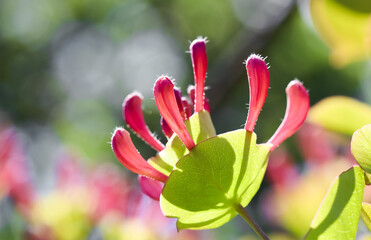 Pink Honeysuckle buds and flowers in the garden. Lonicera Etrusca Santi caprifolium,  woodbine in bloom. Floral background