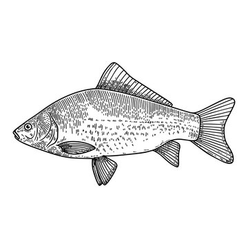 recommend clip art: Illustration of crucian fish in engraving style. Design element for logo, label, sign, poster, t shirt.