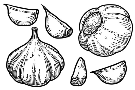 Set of Illustrations of garlic in engraving style. Design element for logo, label, emblem, sign, badge.