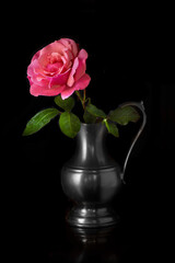 pink rose in a vase red isolated