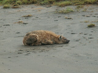 Fototapeta premium esting Hyena Ngorongoro Crater, Tanzania