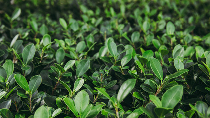 Green leaf bush for background textured usage. in dark forest tone.