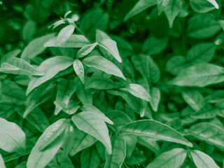 Beautiful abstract color black and green flowers on dark background and dark graphic white flower frame and green leaves texture, green background, colorful graphics banner