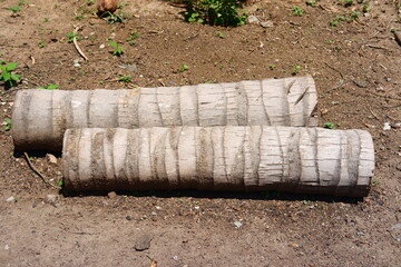 The texture of the dead coconut tree