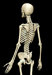 3d rendered, medically accurate illustration of the skeleton system